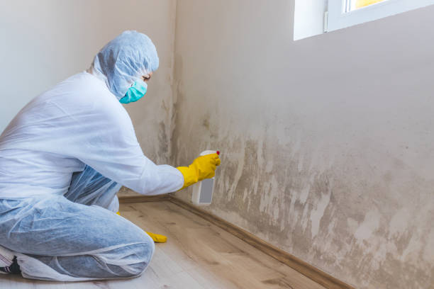 Licensed Black Mold Remediation service in Chalfont, PA - Car Mold Remediation