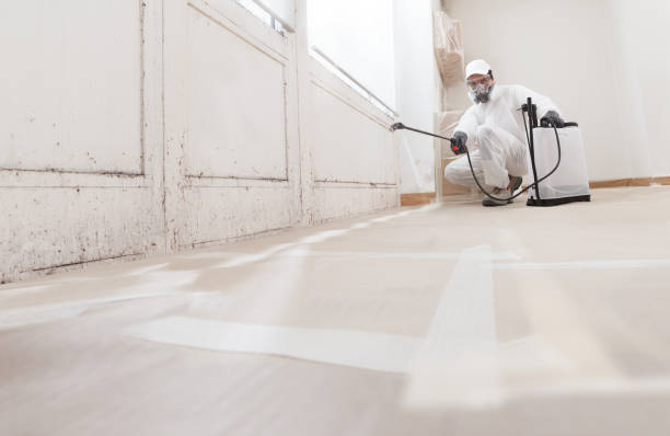 24/7 Emergency Black Mold Remediation experts in Chalfont, PA