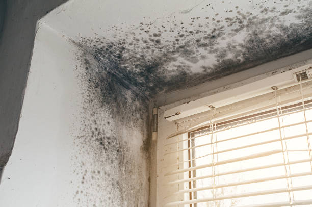 Affordable Black Mold Remediation solutions in Chalfont, PA