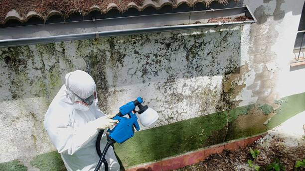 Top rated local Black Mold Remediation specialists in Chalfont, PA